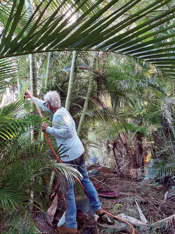 MISC looks to expand coqui frog control efforts in Peahi Maui News